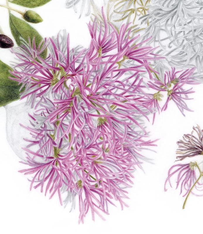  Chionanthus pubescens (Arupo)